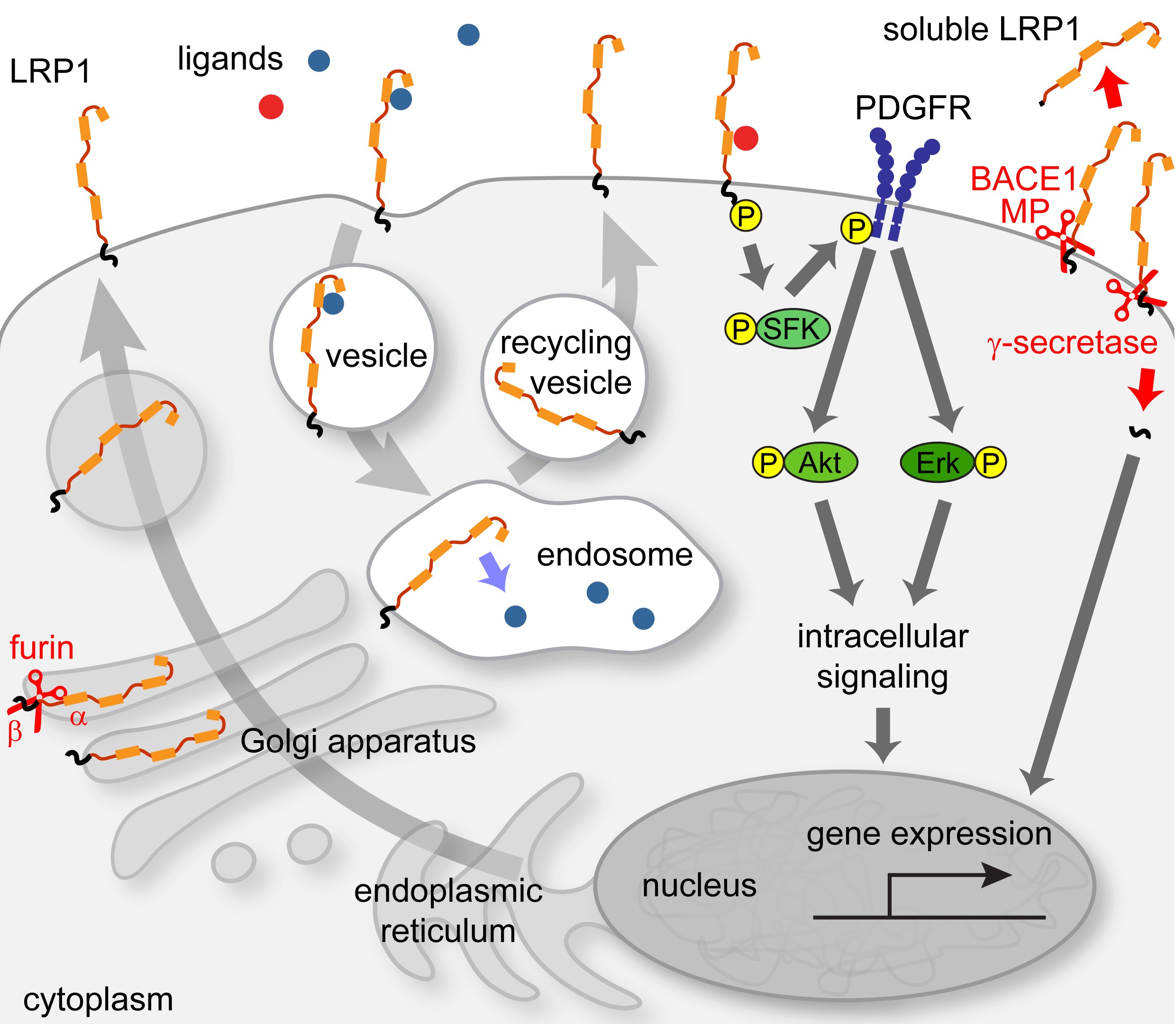 Low-density lipoprotein receptor-related protein-1 (LRP1) in the glial lineage modulates neuronal excitability